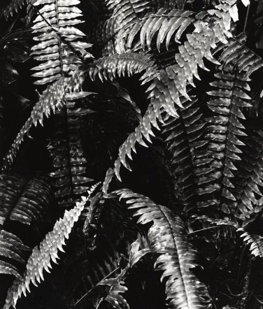 Botanical, Fern