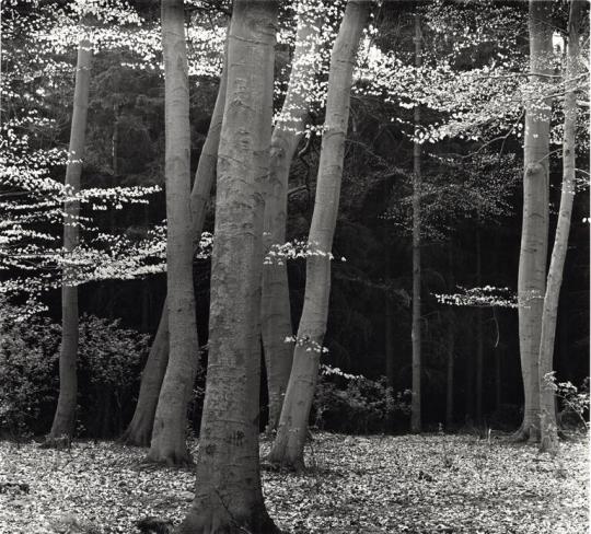 Trees, Wood