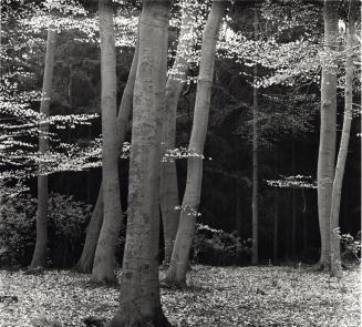 Trees, Wood