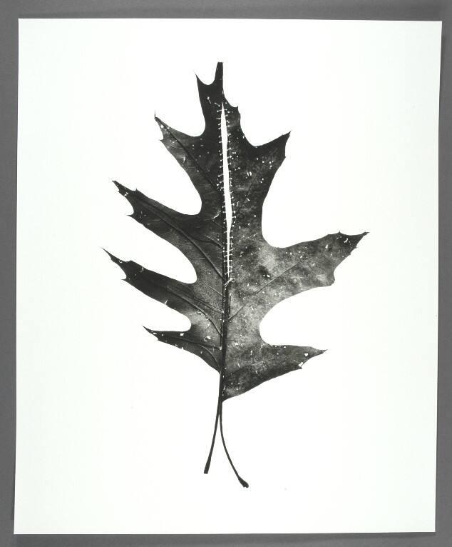 Leaf