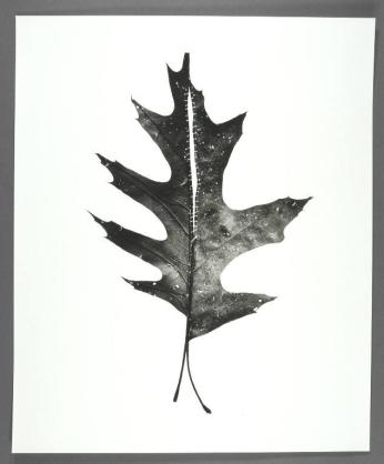 Leaf