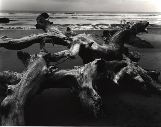 Driftwood