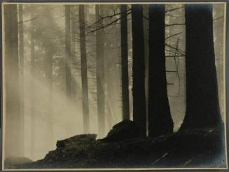 Sunshine breaking through forest fog