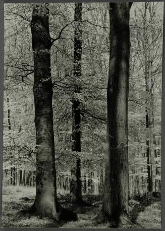 Beech Trees in the Arnsberger Forest