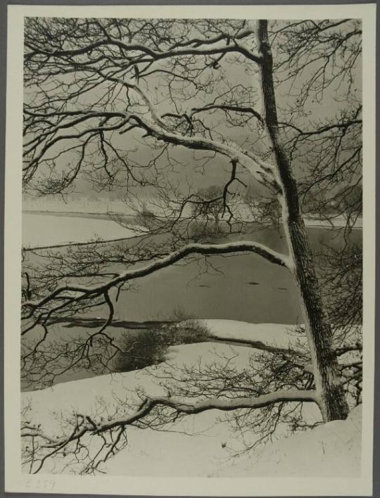 Mountain Forest in Winter