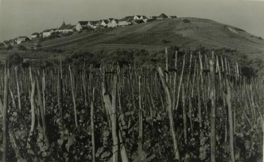 Village of Vinyards, Zellenberg, Upper Celsatia