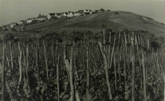 Village of Vinyards, Zellenberg, Upper Celsatia