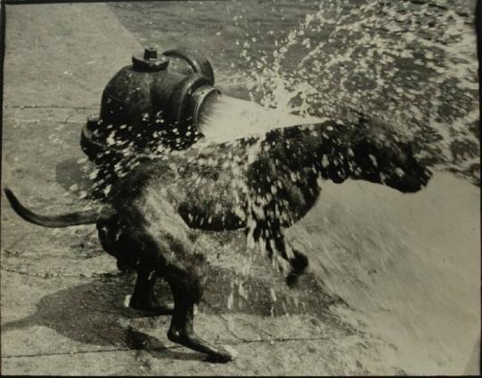 Dog at Hydrant