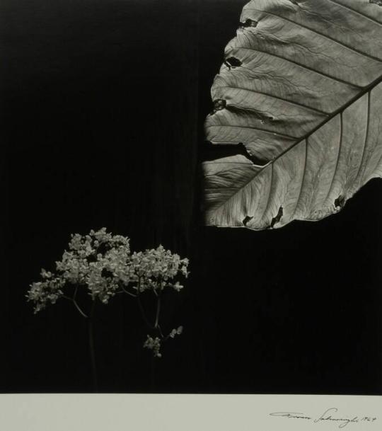 Elephant Ear and Begonia