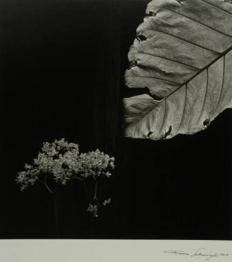 Elephant Ear and Begonia