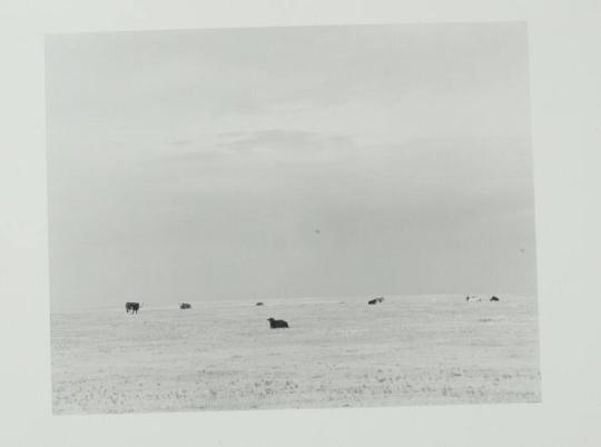 North of Briggsdale, Colorado