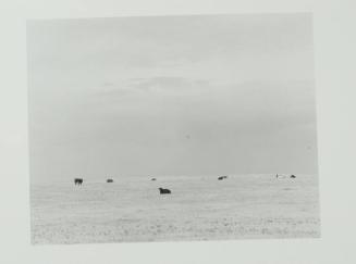 North of Briggsdale, Colorado