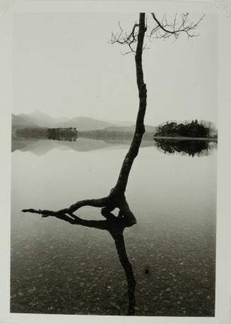 Flooded Tree, Derwentwater