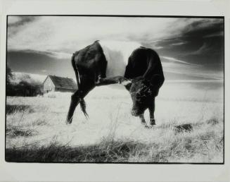 Belted Cow, Rockport, ME