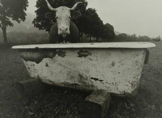 Cow with Bathtub