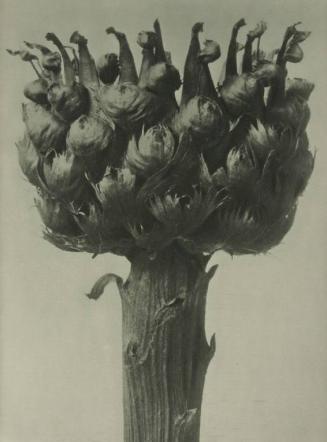 Centaurea macrocephala