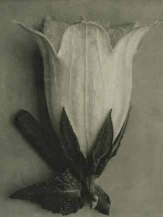 Campanula alliariifolia (bellflower)