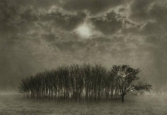 Stand of Trees, Texas