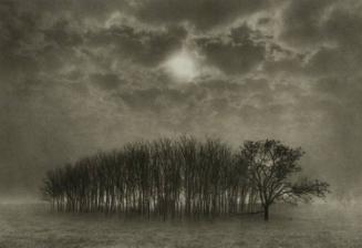 Stand of Trees, Texas