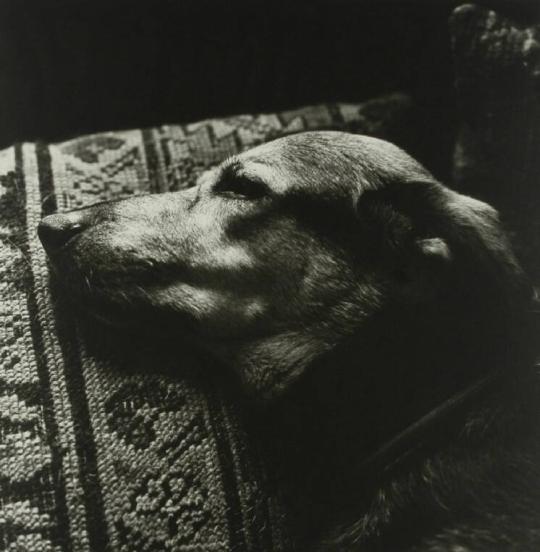 Muffit on Oriental Pillow, Chez Moi