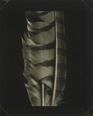 Hawk and Owl Feathers
