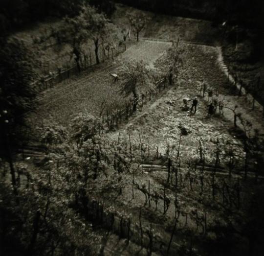 Gardens, Siena