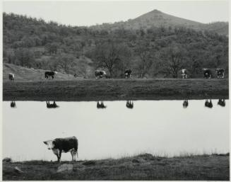 Cows and Lagoon Near Mariposa, CA