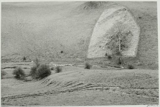 Fenced-in Tree, Havenhill Dale