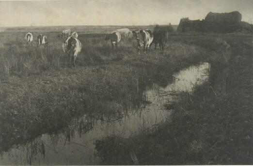 Cattle on the Marshes