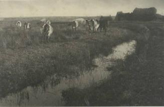 Cattle on the Marshes