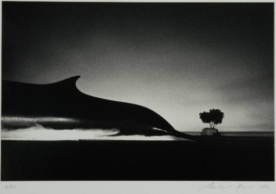 Whale and Potted Tree, Berkeley, California