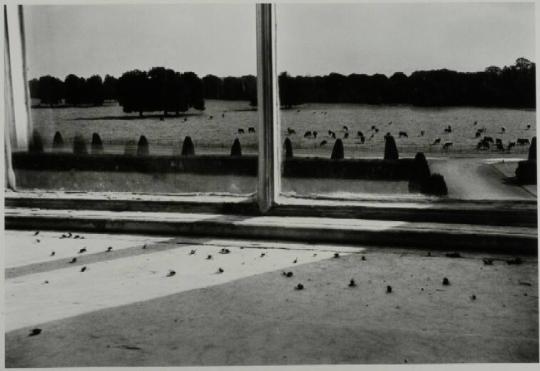 Flies in the Window, Castletown House, Dublin