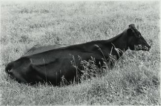 Cow, Roxbury