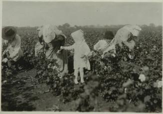 Two families working together on Kimball farm, near Waxahachie. The four year old picks nine pounds a day regularly and the eleven year old picks three hundred pounds a day. Waxahachie [vicinity]. Texas.