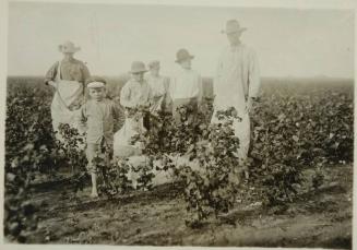 Scene in the cotton field of the Baptist Orphanage, near Waxahachie, Texas.