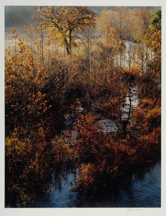 Sycamore and Elm Trees, Barton Creek, Texas