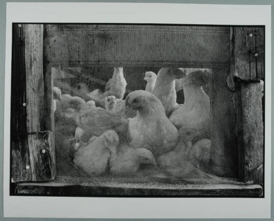 White Chickens, Belize