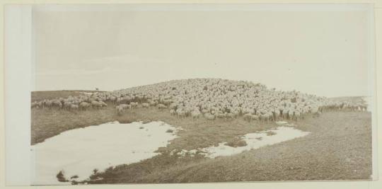 Sheep on Winter Range