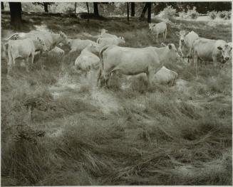 Charolais, Jefferson County, West Virginia