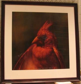 Northern Cardinal