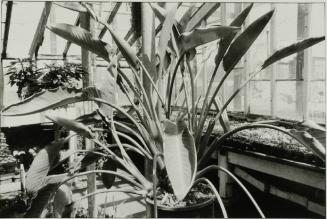 Kenilworth Aquatic Gardens, Washington, D. C.