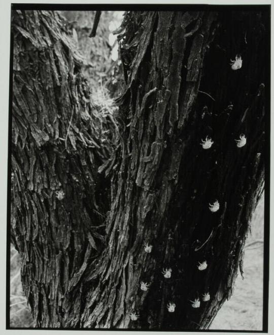 Cicada Exoskeletons Left Clinging to a Mesquite