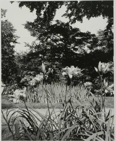 Ornamentals, Georgetown