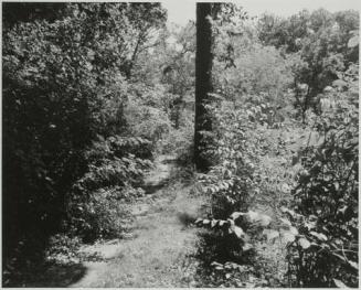 Sidewalk, Roland Park, Baltimore