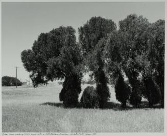 Cedar Trees Marking Former House Site on Kell Boulevard Median - Wichita Falls, Texas