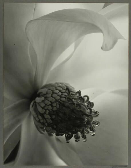 Magnolia Bloom