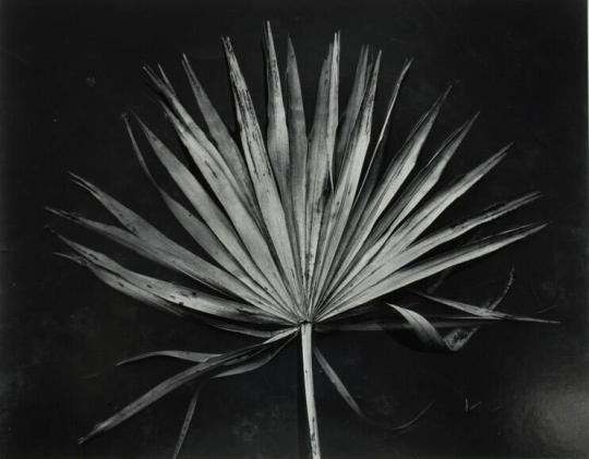 Palmetto Leaf, Ossabaw Island, Georgia