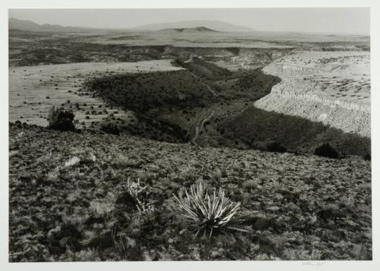 Cactus, Santa Fe River Gorge, New Mexico