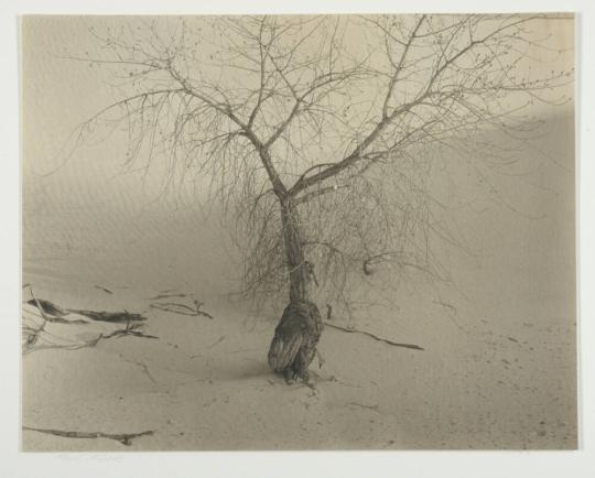 Tree, White Sands, New Mexico