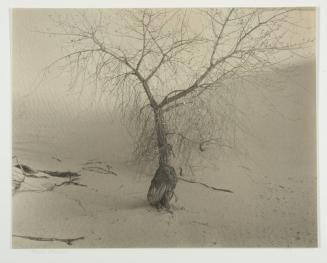 Tree, White Sands, New Mexico